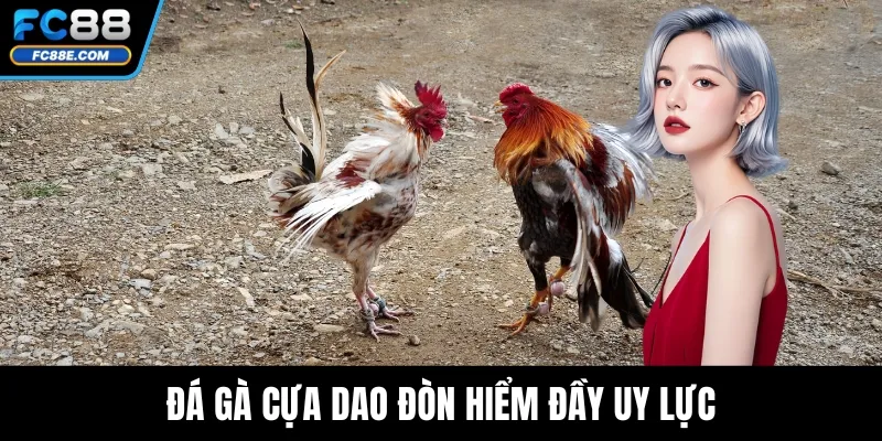 Đá Gà FC88 - Cá Cược Minh Bạch, Thưởng Lớn Mỗi Ngày Đá Gà FC88 - Cá Cược Minh Bạch, Thưởng Lớn Mỗi Ngày