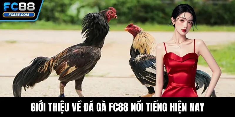 Đá Gà FC88 - Cá Cược Minh Bạch, Thưởng Lớn Mỗi Ngày Đá Gà FC88 - Cá Cược Minh Bạch, Thưởng Lớn Mỗi Ngày